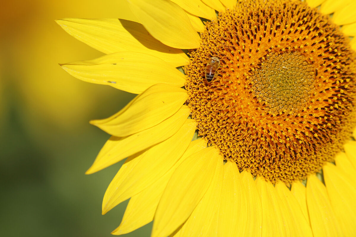 PHOTOS- Sunflowers north of Montrose 20200730883.JPG